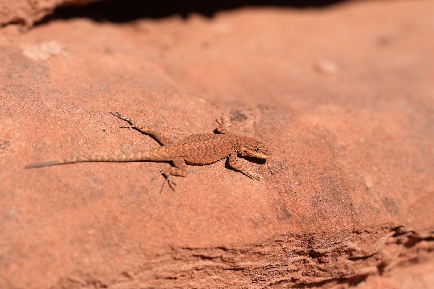 How to Create an Ideal Habitat for Desert Reptiles