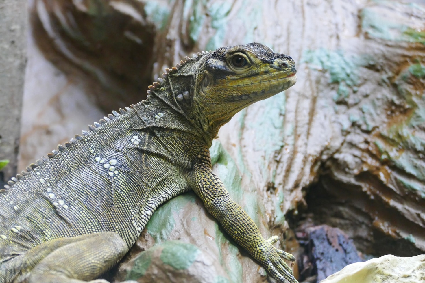 Understanding the Unique Needs of Desert Reptiles