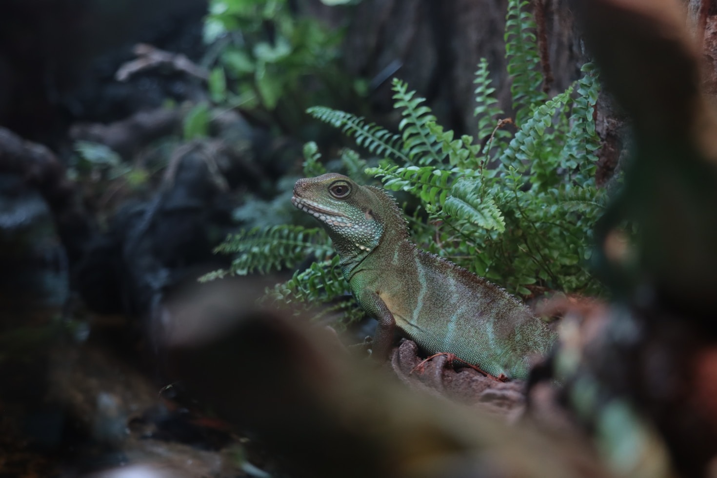 Tips for Keeping Your Desert Reptile Healthy