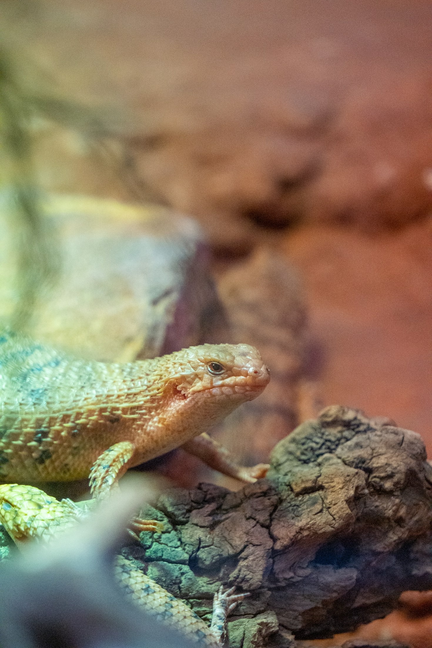 Common Mistakes in Desert Reptile Care and How to Avoid Them