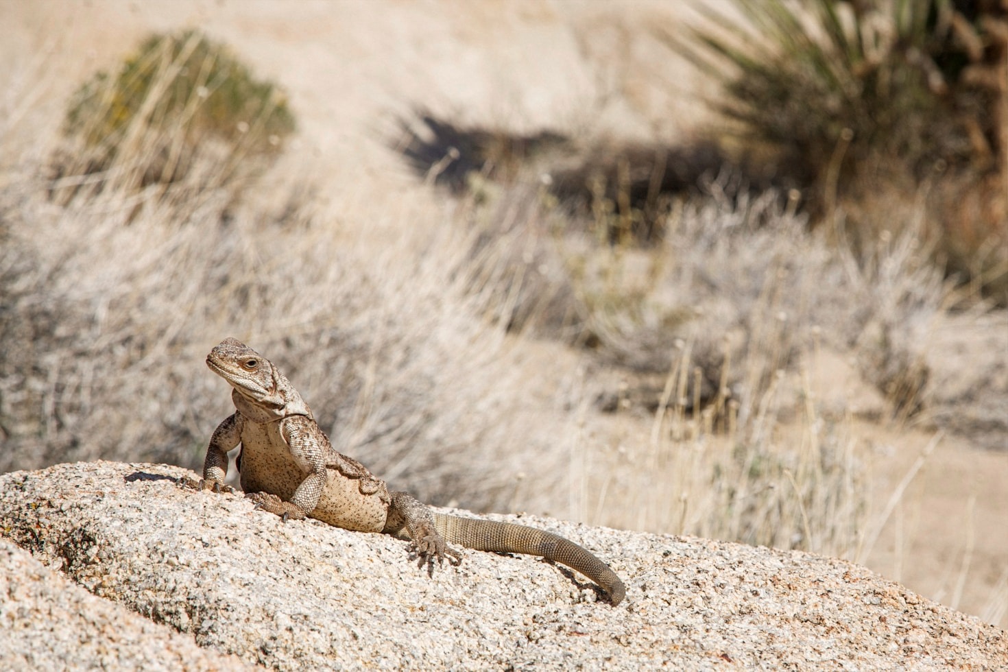 The Best Foods for Desert Reptiles: A Guide