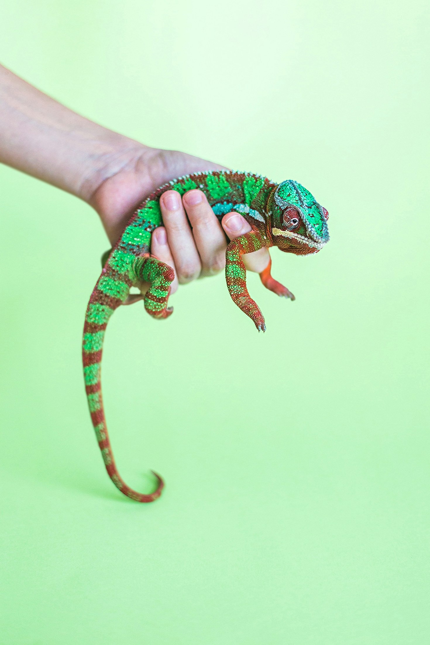 How to Spot and Address Stress in Your Reptile