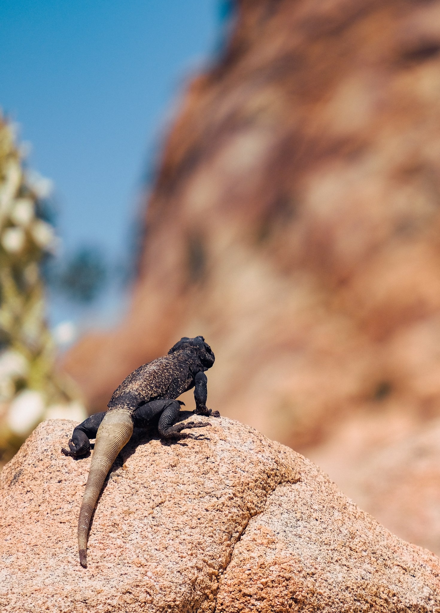 Setting Up the Perfect Habitat for Your Desert Reptile